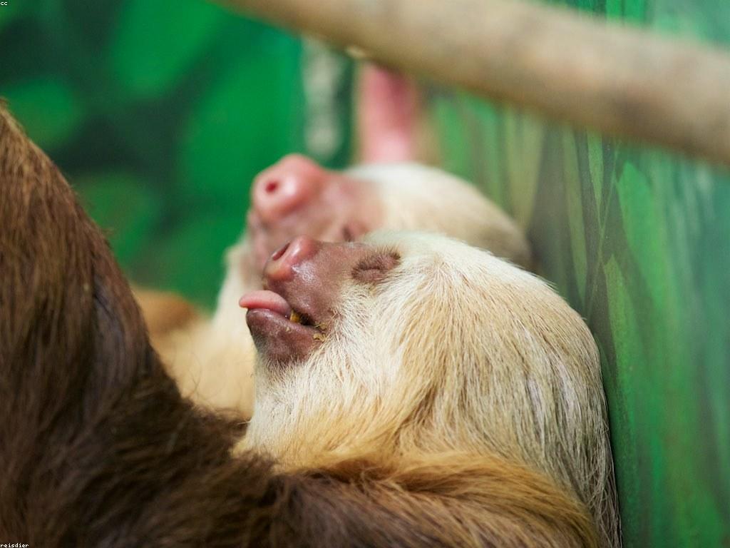 ការយល់ដឹងអំពីការពិនិត្យស្លុត